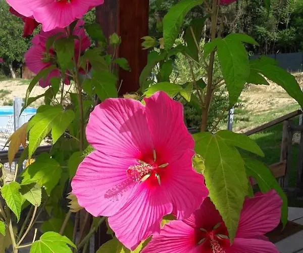 Sonnenschein * Oberfellabrunn